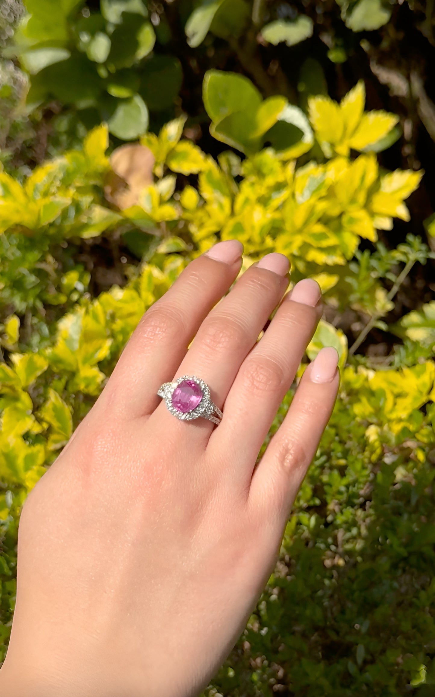 Anillo Rosa Eterna